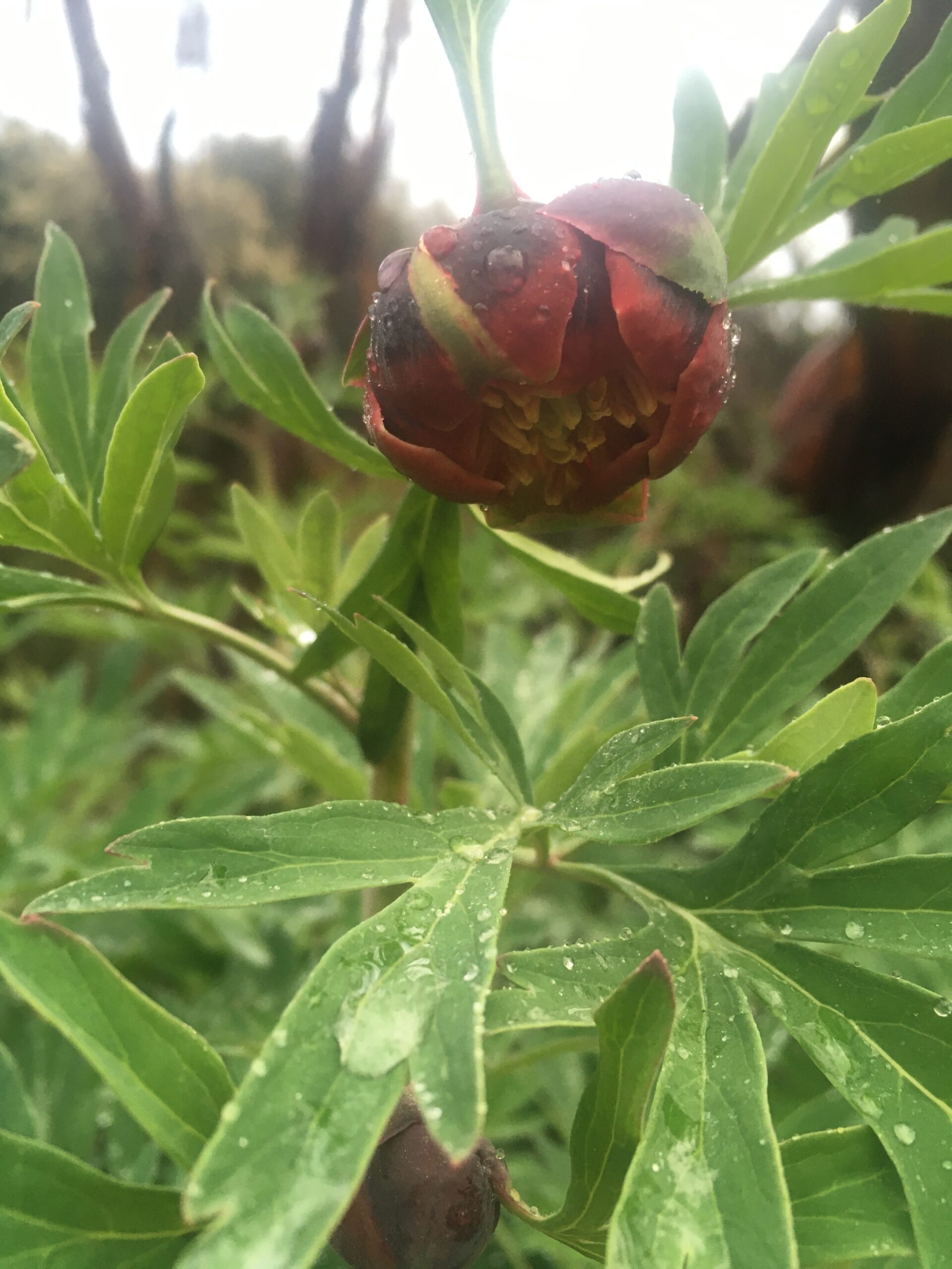 Silverleaf Herbs